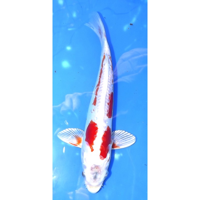 Kikusui 20-25 cm éleveur Sakazume