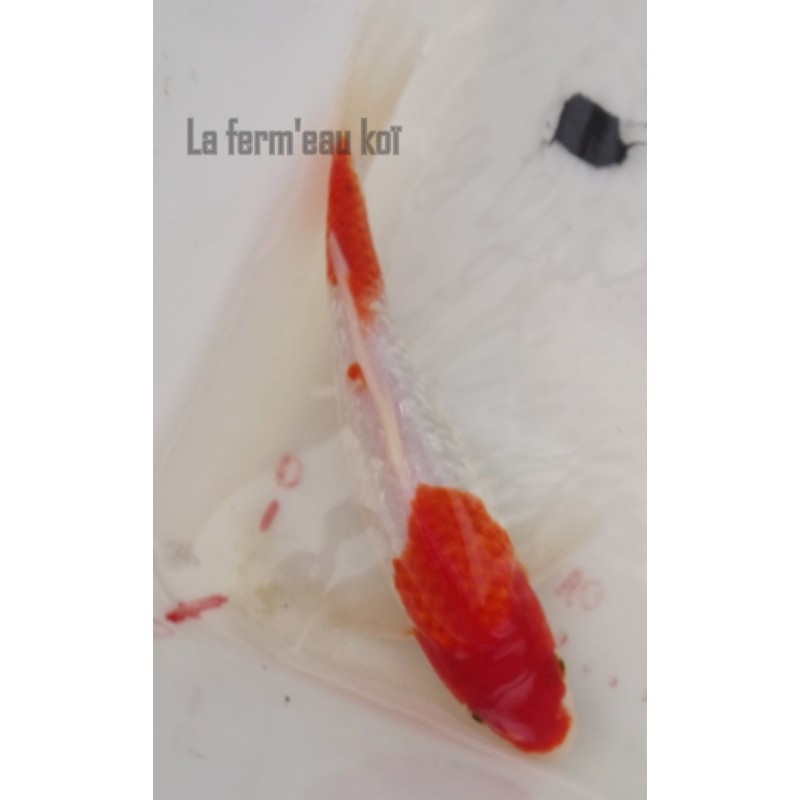 Ginrin kohaku 20-25 cm