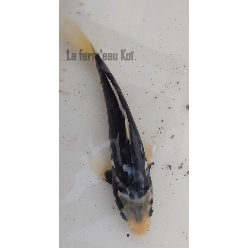 doitsu karasugoï 20-25 cm