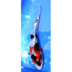 Tosaï 18-24 cm : Showa HQ lignée Isa Koï Farm, éleveur Saïto Koï Farm