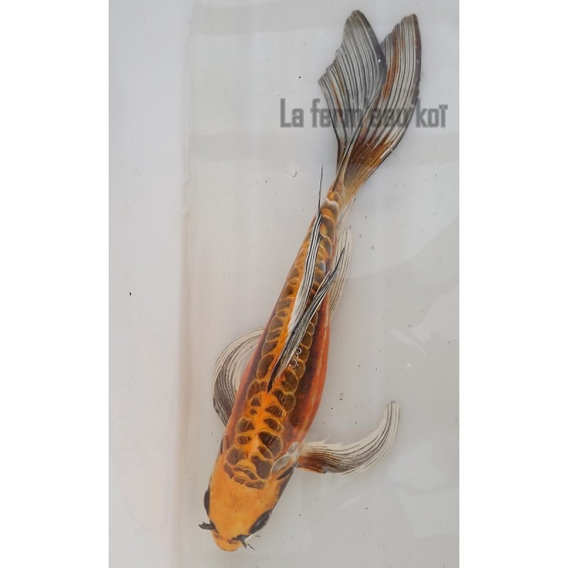 Doitsu Ghost voile 25-30 cm