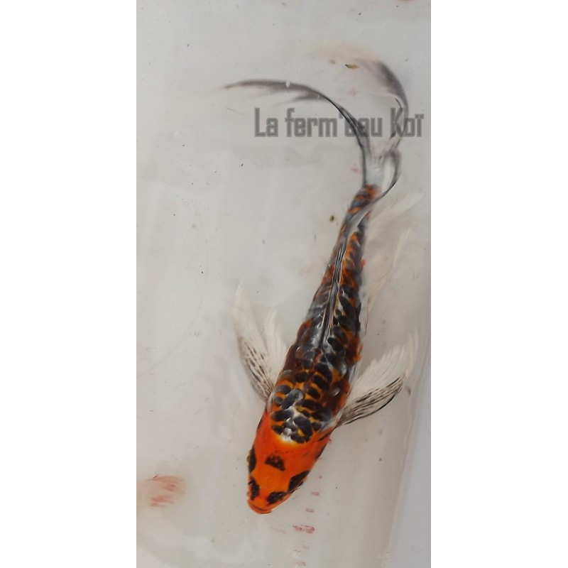 Doitsu Kujaku voile 25-30 cm