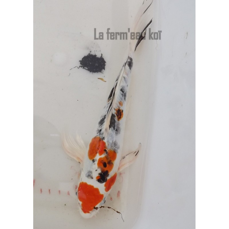 Doitsu tancho Yamatonishiki voile 25-30 cm