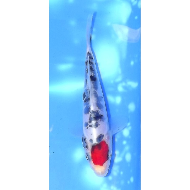 Tosaï :  Doitsu Tancho Sanke éleveur Shinoda