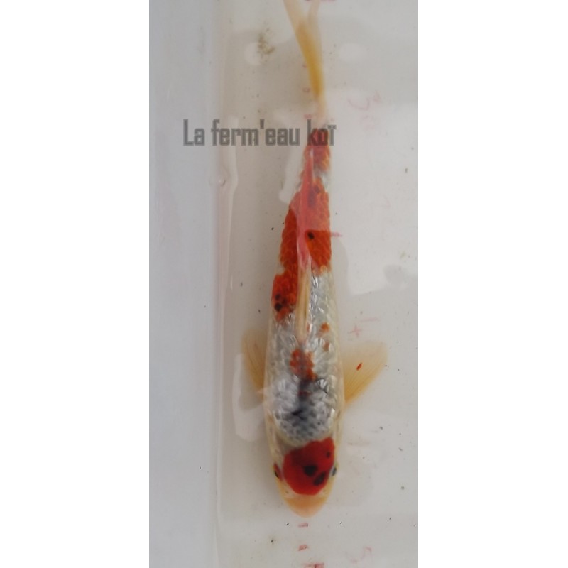 ginrin tancho sanke 20-25 cm