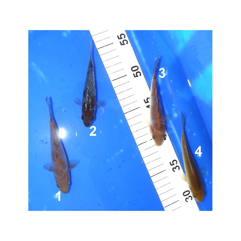 Tosaï : Ochiba / Chagoï / Ginrin Ochiba éleveur Ikarashi Ozumi