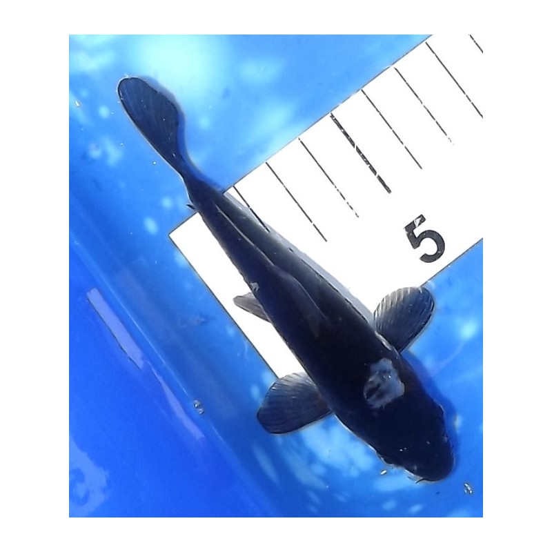 Tosaï : Karasugoï éleveur Ikarashi Ozumi