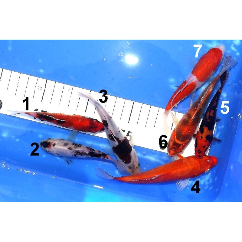 Tosaï :  Budo Goromo / Beni Kumonryu / Kin Showa / Showa / Doitsu Kohaku / Orengi éleveur Ikarashi Ozumi