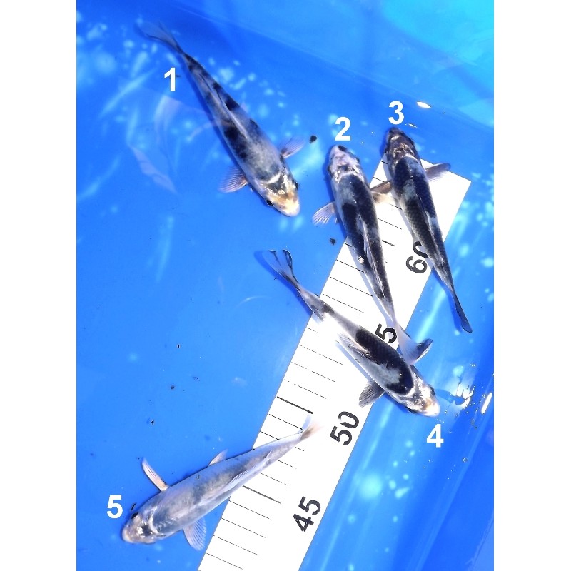 Tosaï :  Gin Shiro Utsuri éleveur Tanaka Satoshi