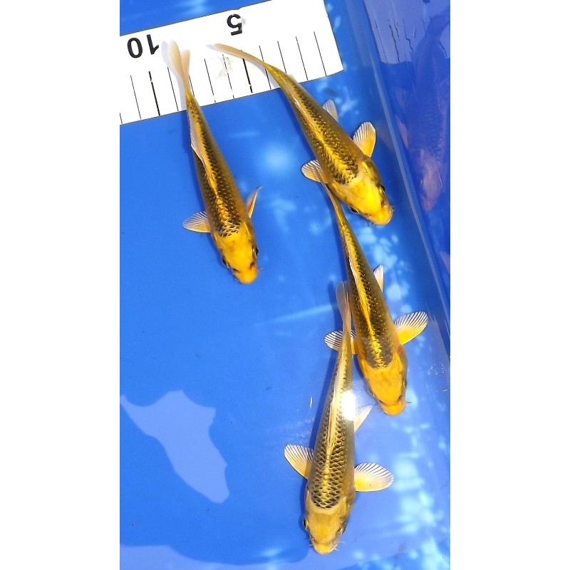 Tosaï :  Ki Matsuba 13-18 cm éleveur Hirashin