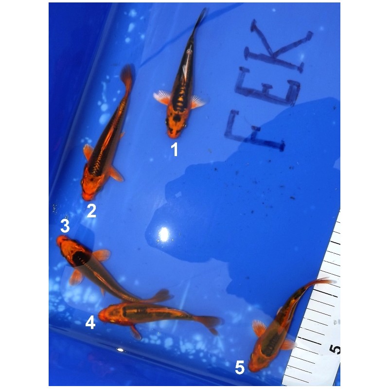 Tosaï :  Mizuho Ogon / Kin Matsuba 13-18 cm éleveur Hirashin