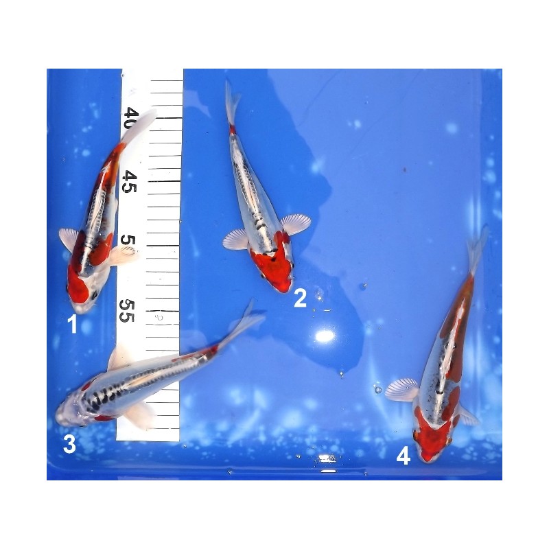 Tosaï :  Doitsu Kujaku 18-25 cm éleveur Hirashin