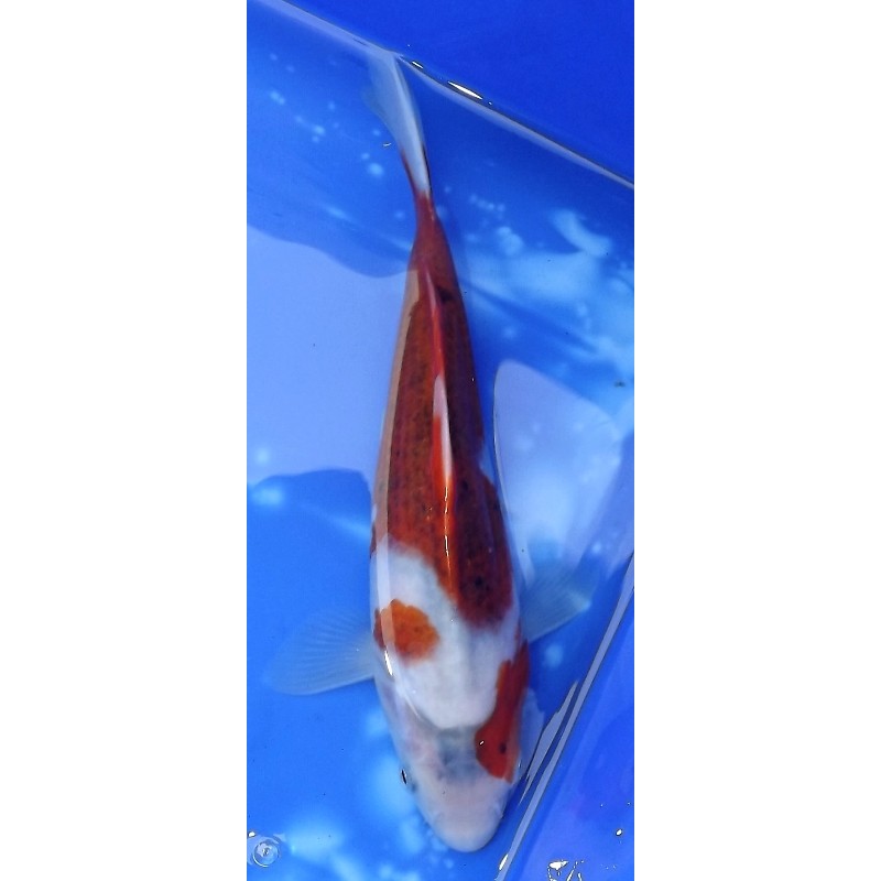 Tosaï :  Goromo 24cm éleveur Hirashin