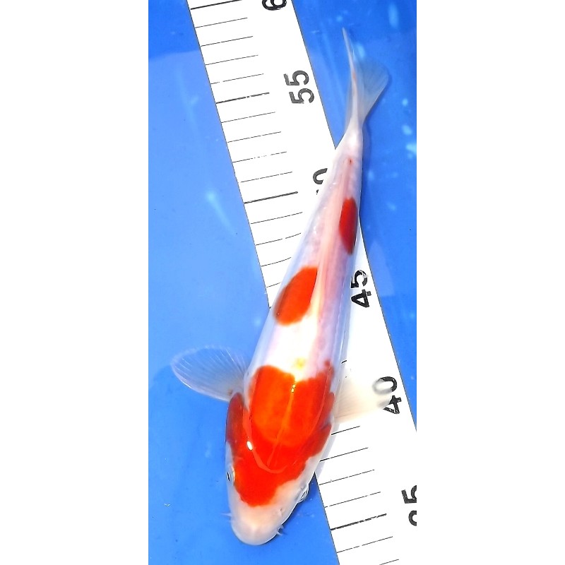 Tosaï :  Doitsu Kohaku 25cm éleveur Hirashin