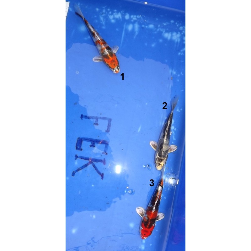 Tosaï :  Kin Showa / Gin Shiro Utsuri 15-20 cm éleveur Miyatora