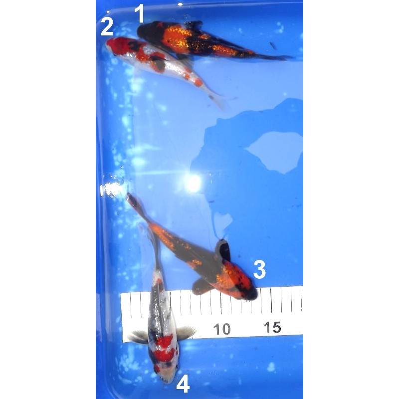 Tosaï :  Ginrin Hi Utsuri / Ginrin Showa / Ginrin Sanke 15-20 cm éleveur Miyatora