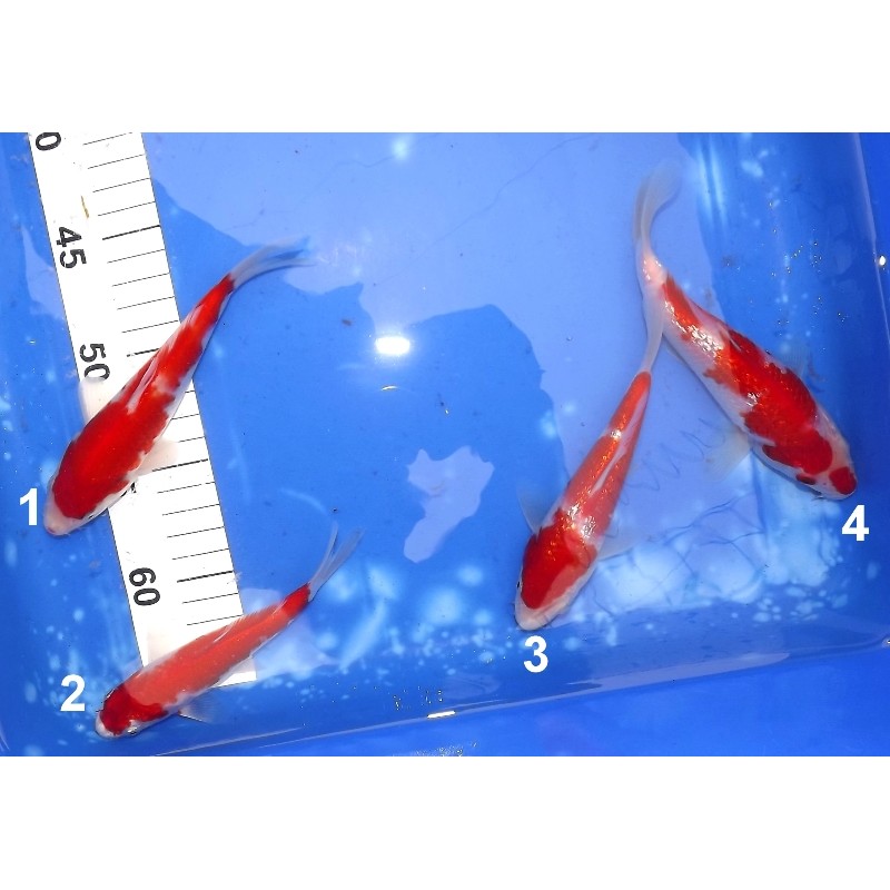 Tosaï :  Ginrin Kohaku / Sakura / Kohaku 15-20 cm éleveur Miyatora