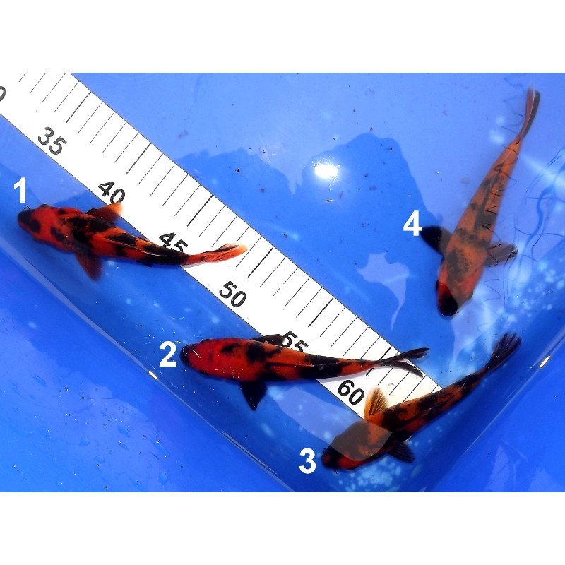 Tosaï :  Hi Utsuri 15-20 cm éleveur Miyatora