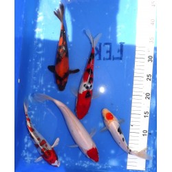 Lot WYSIWYG 3 :  mix nisaï 20-30 cm