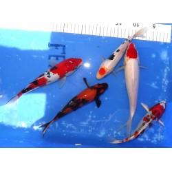 Lot WYSIWYG 3 :  mix nisaï 20-30 cm