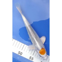 Tosaï 18-26 cm : Tancho Kujaku HQ lignée Omosako, éleveur Saïto Koï Farm