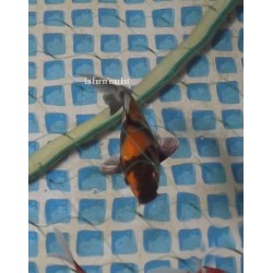 Kin kiutsuri 18-21cm Japon jumbo tosaï