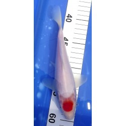 Tosaï 18-26 cm : Tancho Kohaku HQ éleveur Saïto Koï Farm