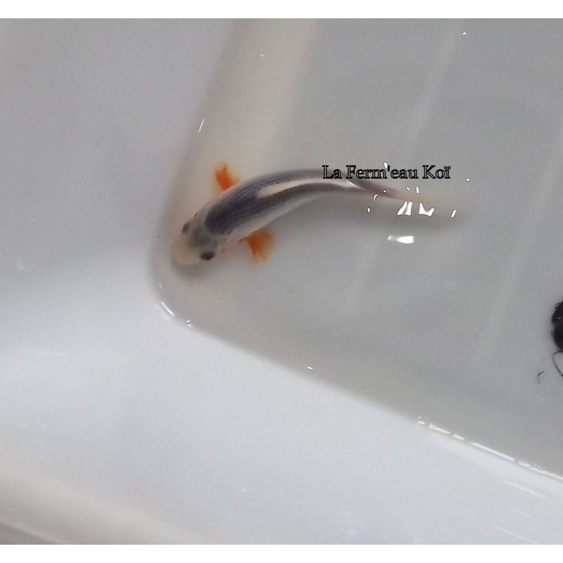 Asagi 13-15cm Japon Ogata tosaï