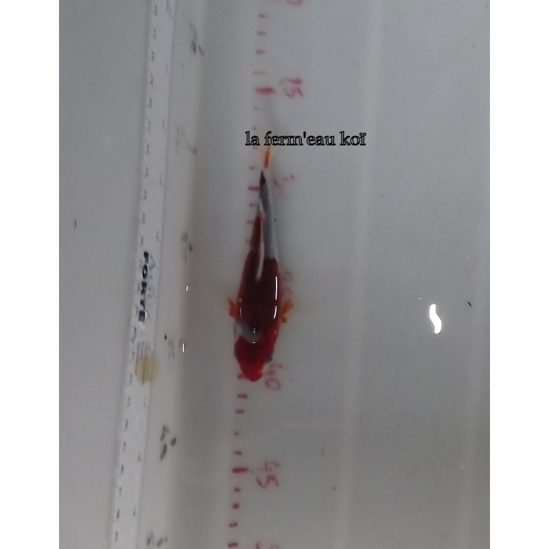 Budo goromo 13-15cm Japon Ogata tosaï