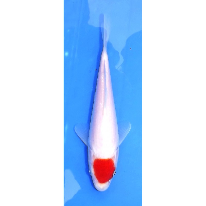 Resa : Tosaï 18-26 cm : Tancho Kohaku HQ éleveur Saïto Koï Farm