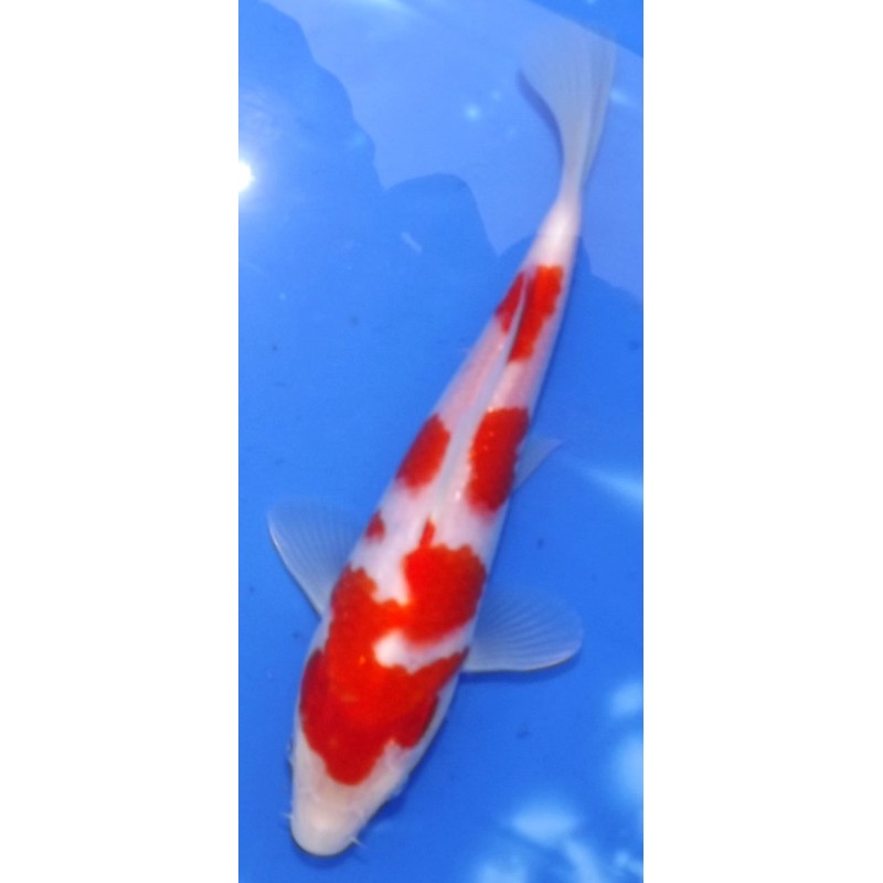 Résa Tosaï 18-26 cm : Kohaku HQ éleveur Saïto Koï Farm
