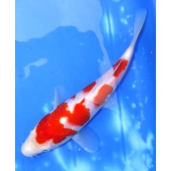 Résa Tosaï 18-26 cm : Kohaku HQ éleveur Saïto Koï Farm