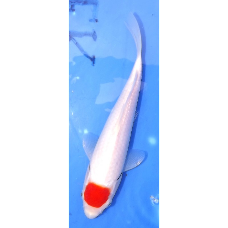 Résa Tosaï 18-26 cm : Tancho Kohaku HQ éleveur Saïto Koï Farm