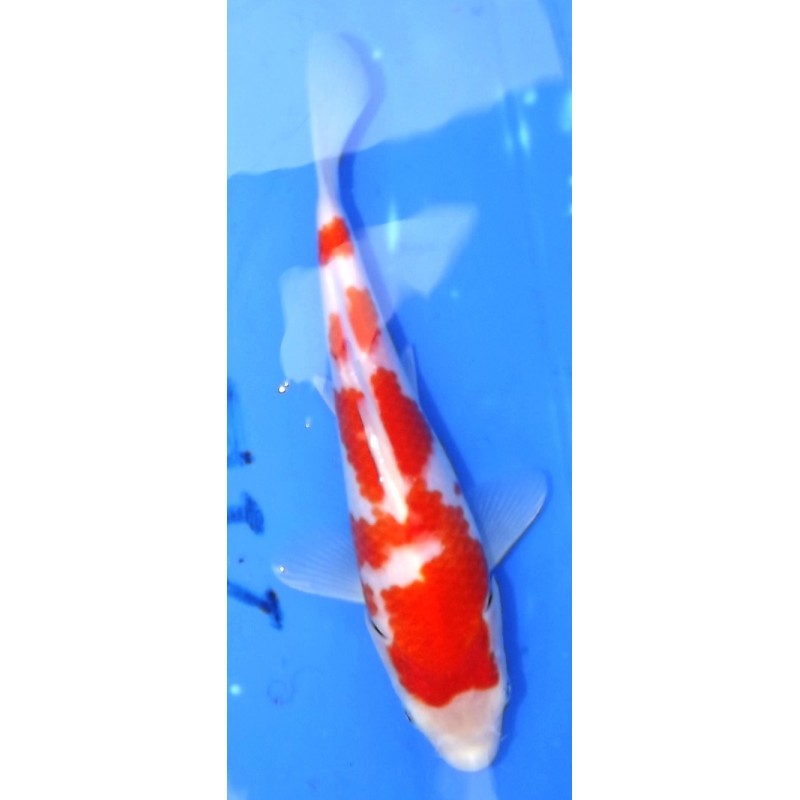 Résa Tosaï 18-26 cm : Kohaku HQ éleveur Saïto Koï Farm