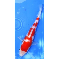 Résa Tosaï 18-26 cm : Kohaku HQ éleveur Saïto Koï Farm