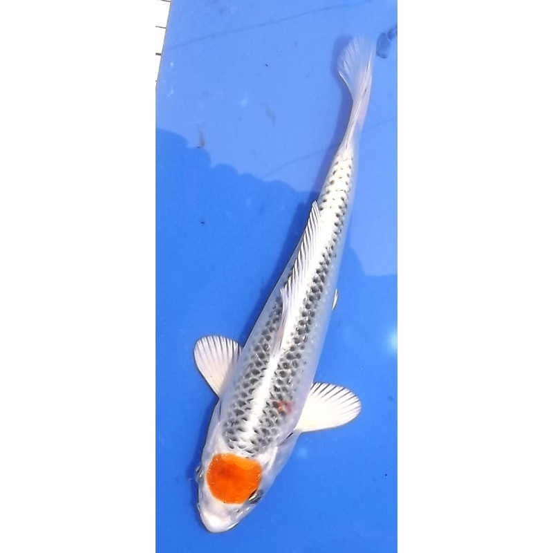 Résa Tosaï 18-26 cm : Tancho/Maruten Kujaku HQ lignée Omosako, éleveur Saïto Koï Farm