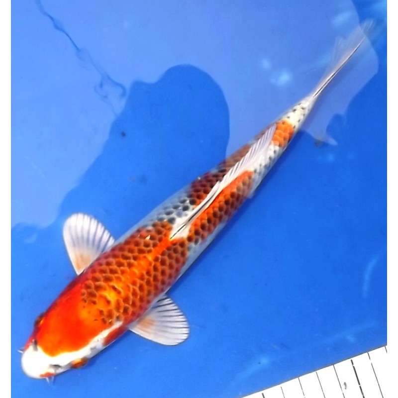 Tosaï 18-26 cm : Kujaku HQ lignée Omosako, éleveur Saïto Koï Farm