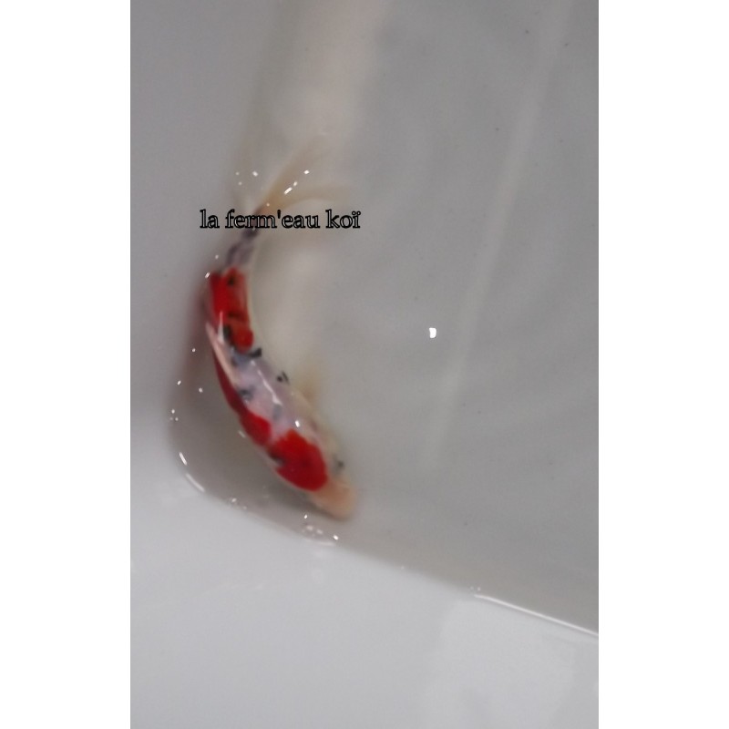 Doitsu sanke 13-15cm Japon Ogata tosaï