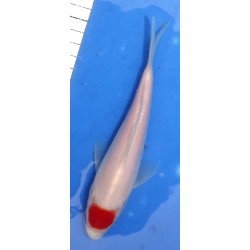Tosaï 18-26 cm : Tancho Kohaku HQ éleveur Saïto Koï Farm