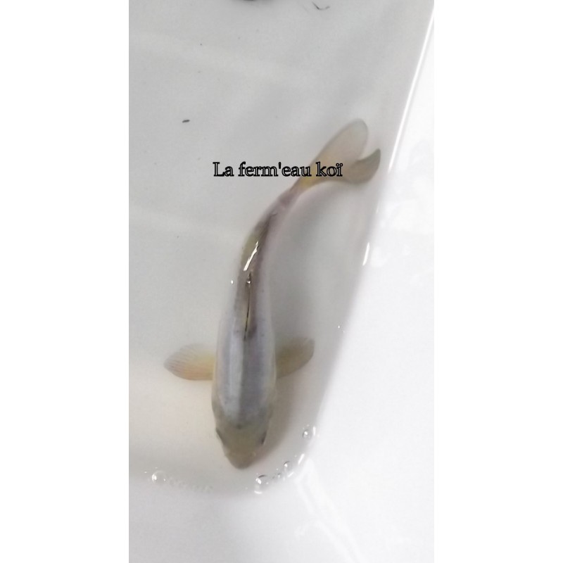 Doitsu soragoï 13-15cm Japon Ogata tosaï