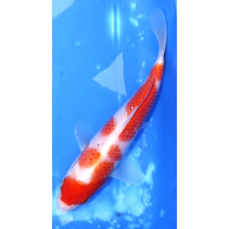 Tosaï 18-26 cm : Kohaku HQ éleveur Saïto Koï Farm
