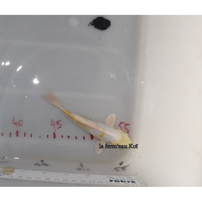 Doitsu hariwake 13-16cm Japon Ogata tosaï