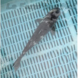 matsukawabake 30-35 cm