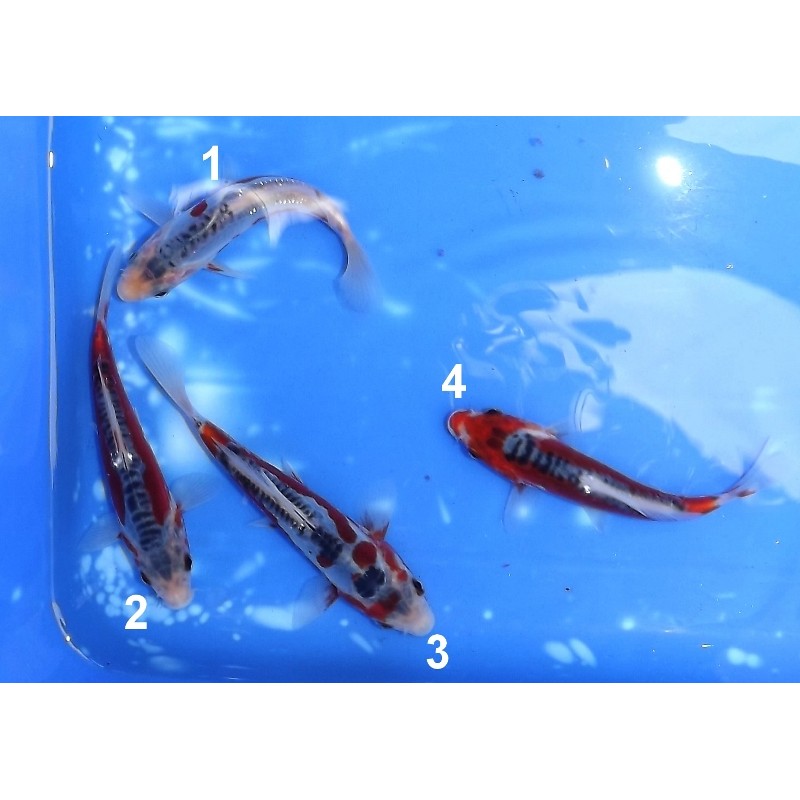 Tosaï :  Shusui éleveur Yagenji