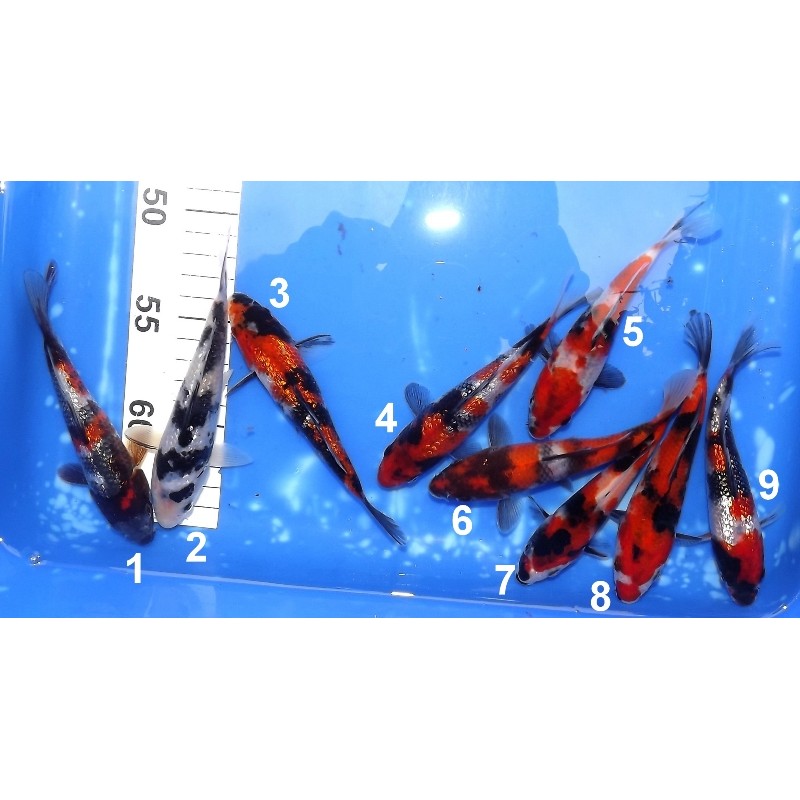 Tosaï :  Showa et Ginrin Showa et Ginrin Sanke  éleveur Yagenji