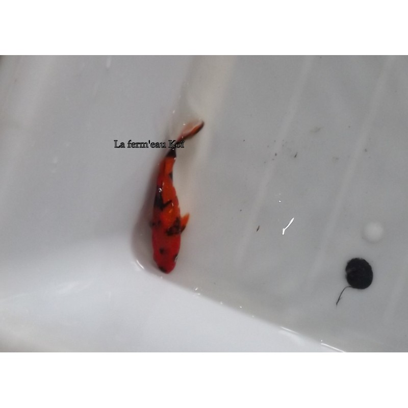 Ginrin hi utsuri 13-15cm Japon Ogata tosaï