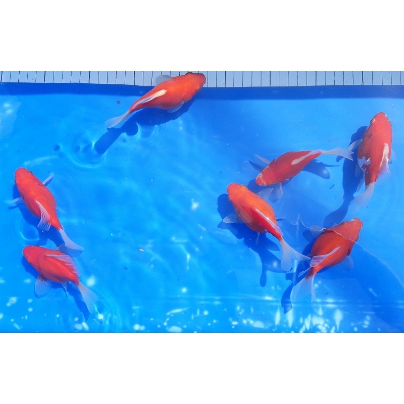 Tosaï Japon Tamasaba PROMO éleveur Hirashin