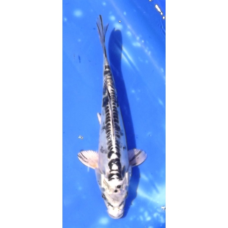 Doitsu Gin Matsuba 20-25 cm