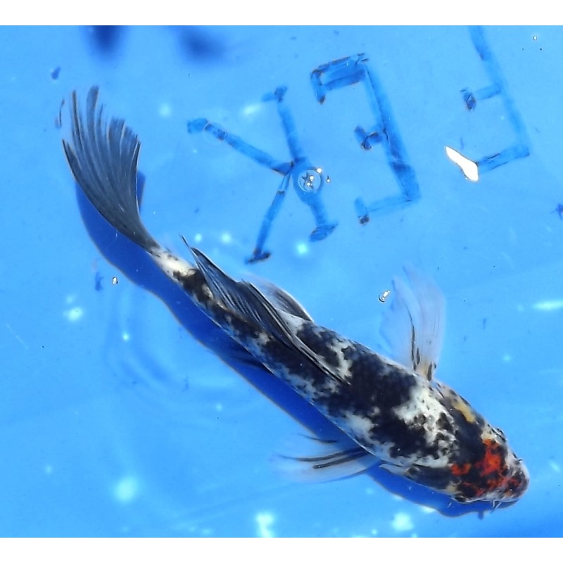 Tancho Showa voile 20-25cm