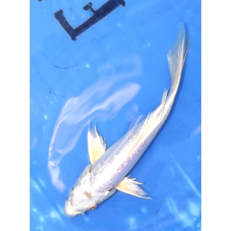 Doitsu Hariwake voilées 20 cm éleveur Suda